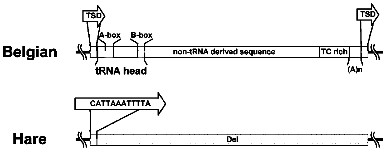 Molecular marker and method for identifying Belgian rabbit and hare