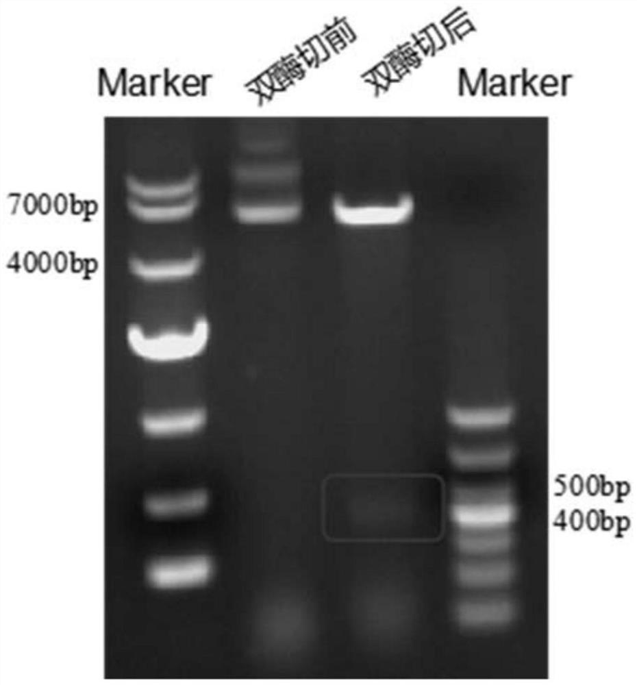 Echinococcus granulosus recombinant protein and preparation method thereof