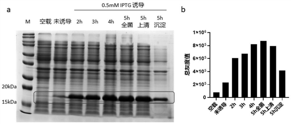 Echinococcus granulosus recombinant protein and preparation method thereof