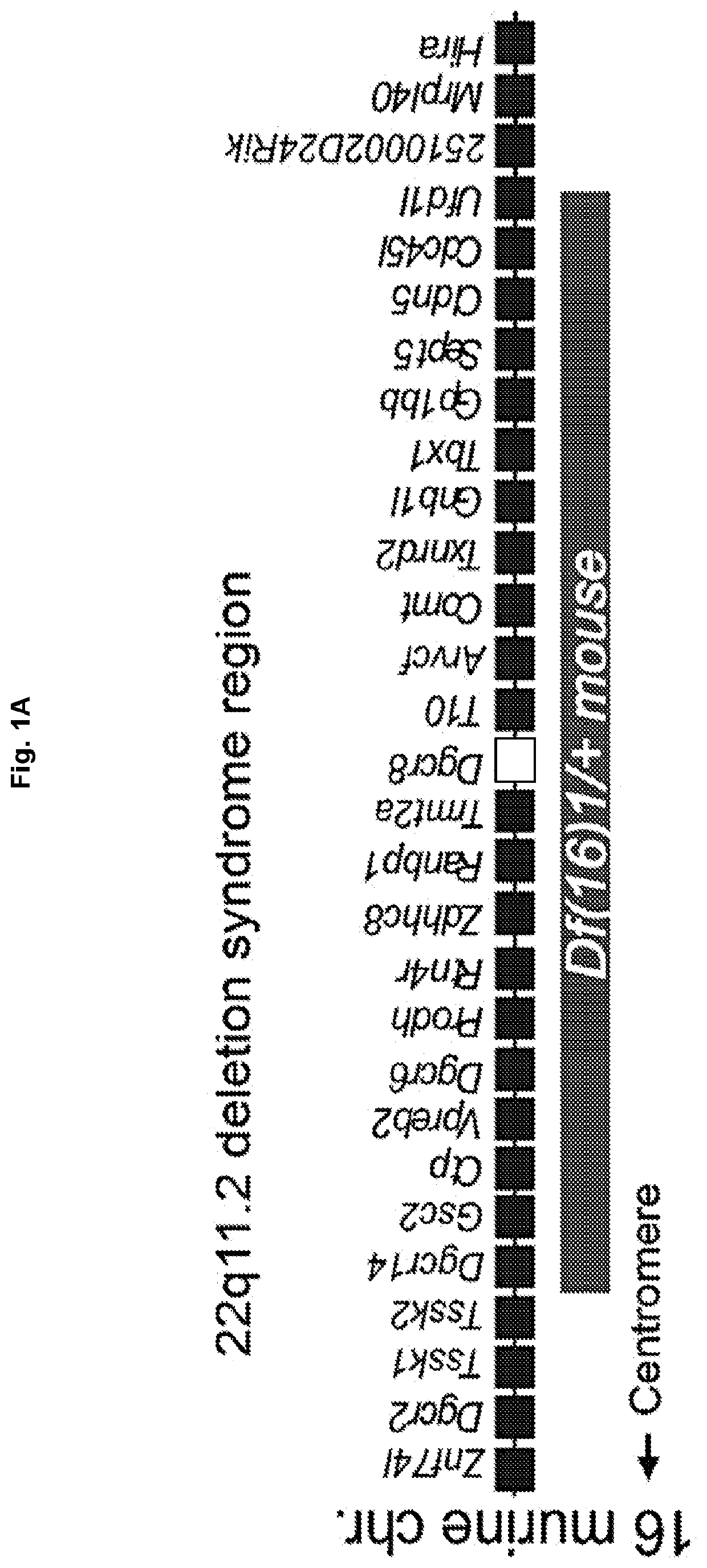 miRNAS FOR REDUCING VENTRICLE ENLARGEMENT