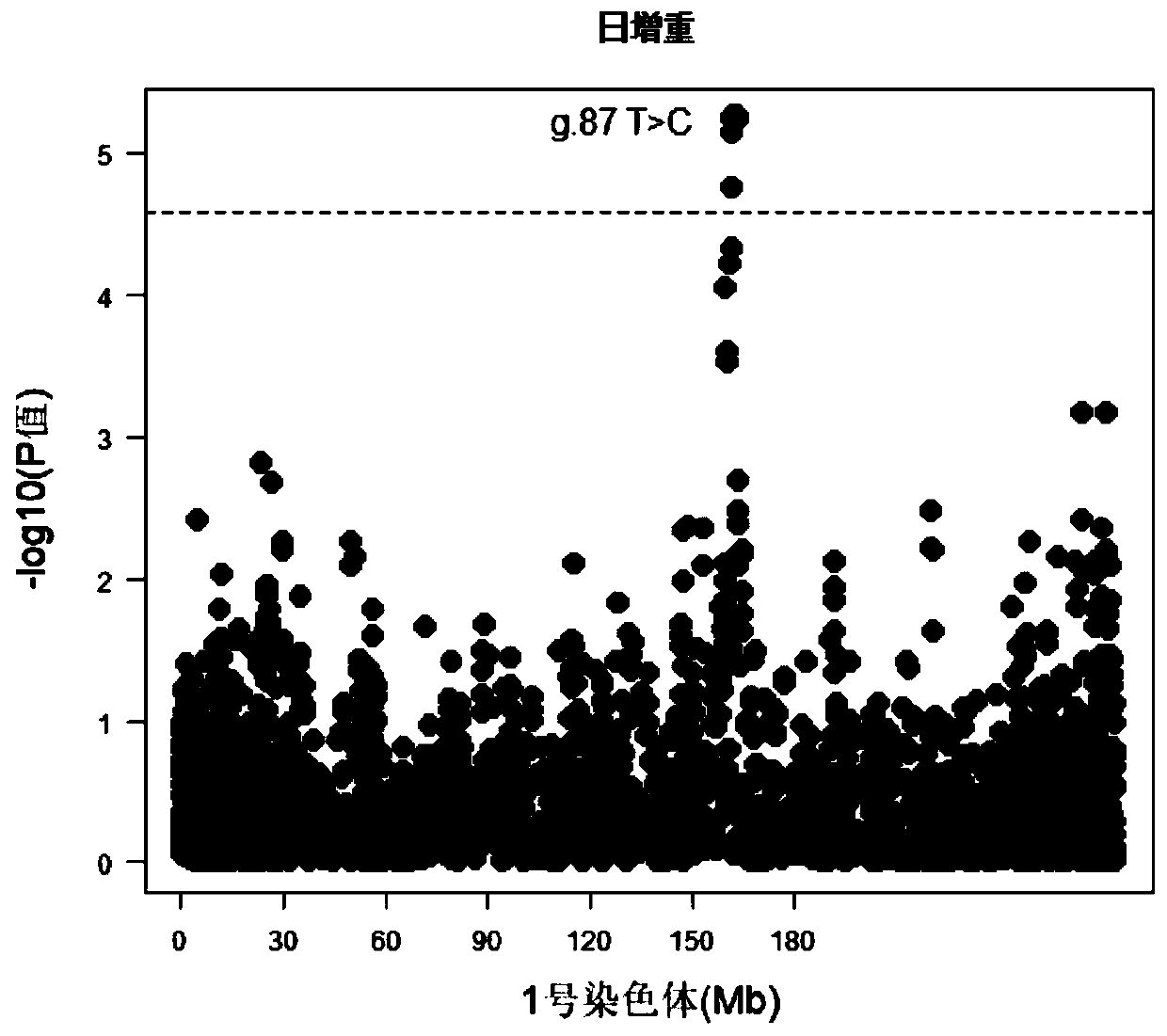 Single nucleotide polymorphisms (SNP) molecular marker located on porcine chromosome 1 and related to daily gain of pig and application of SNP molecular marker