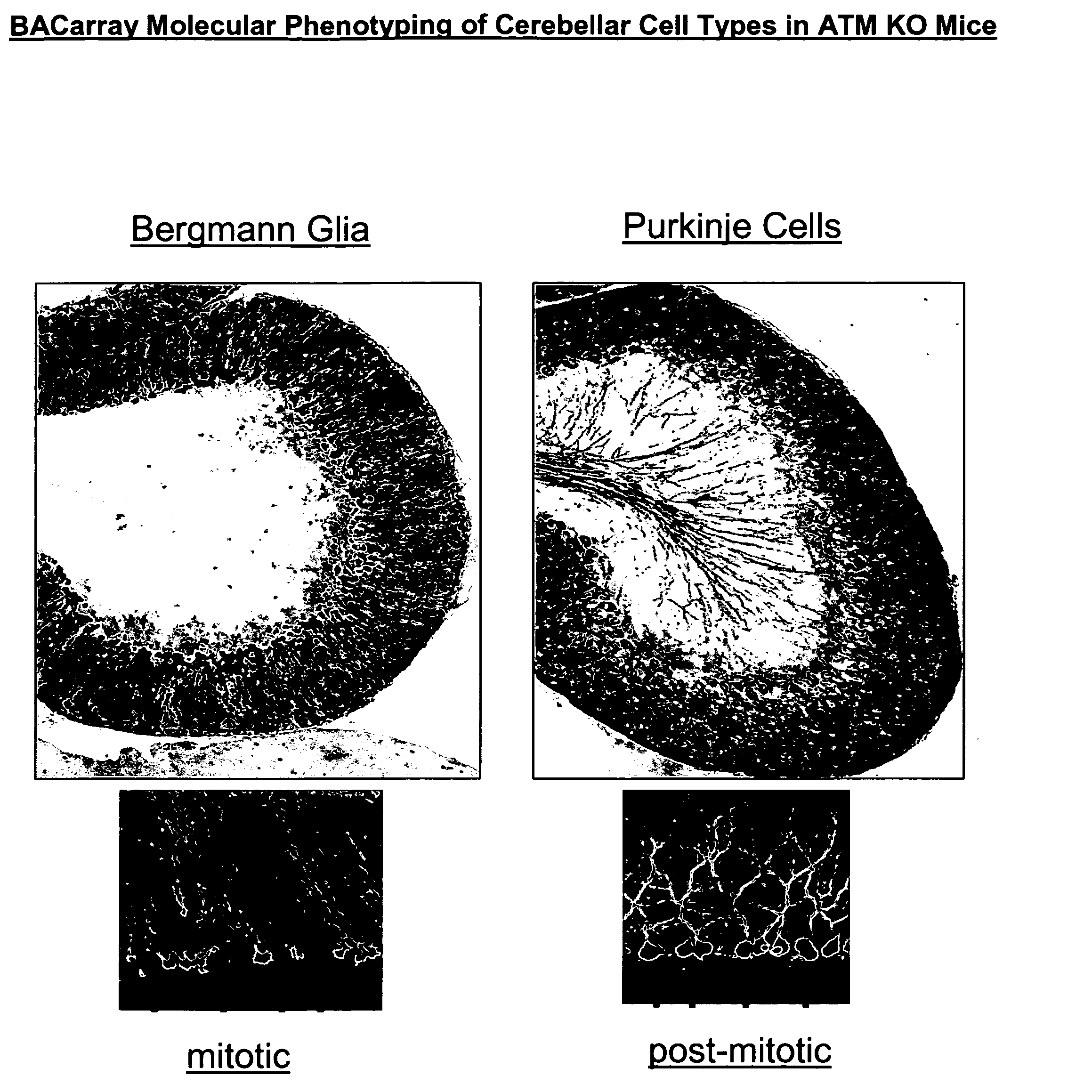 Methods and compositions for translational profiling and molecular phenotyping