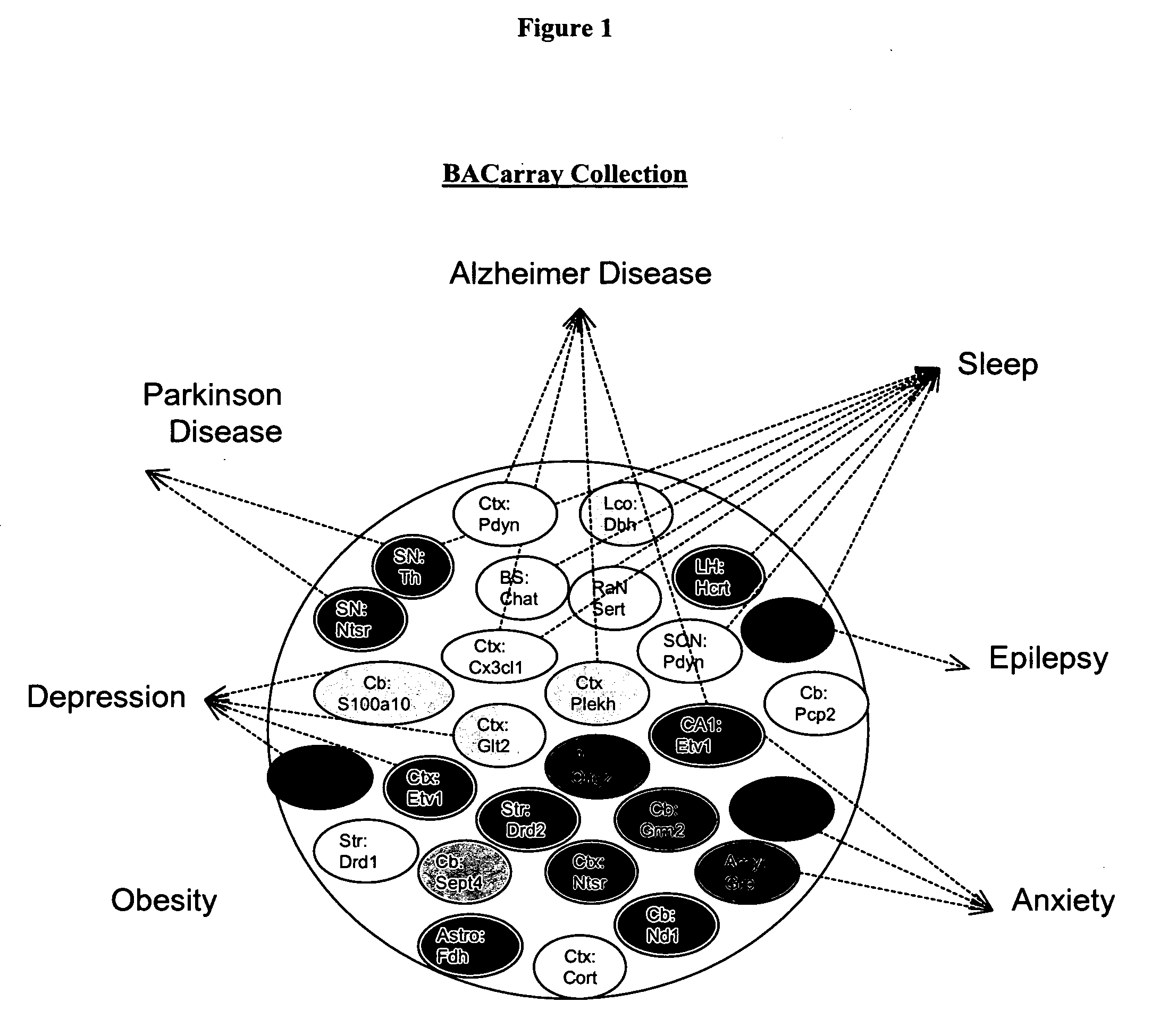 Methods and compositions for translational profiling and molecular phenotyping