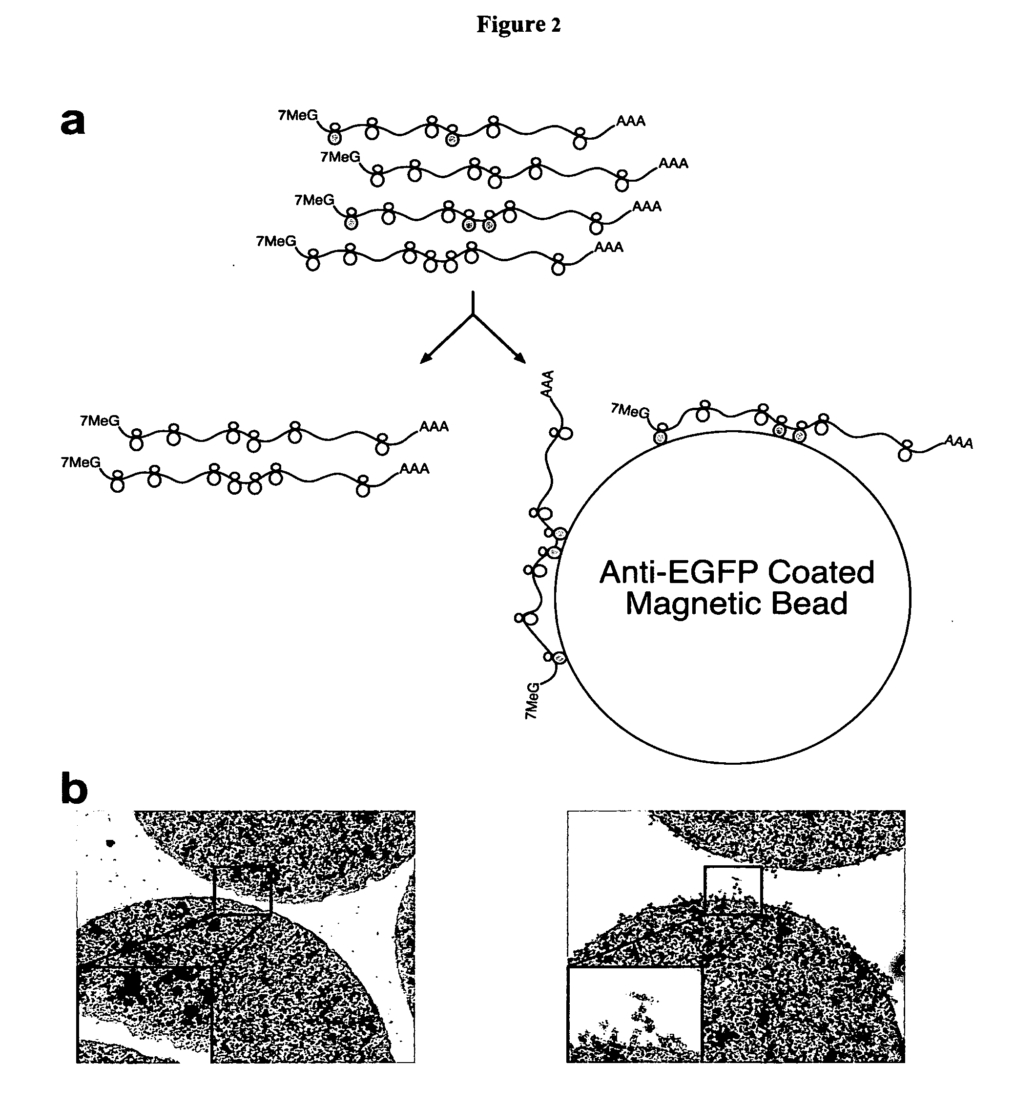 Methods and compositions for translational profiling and molecular phenotyping