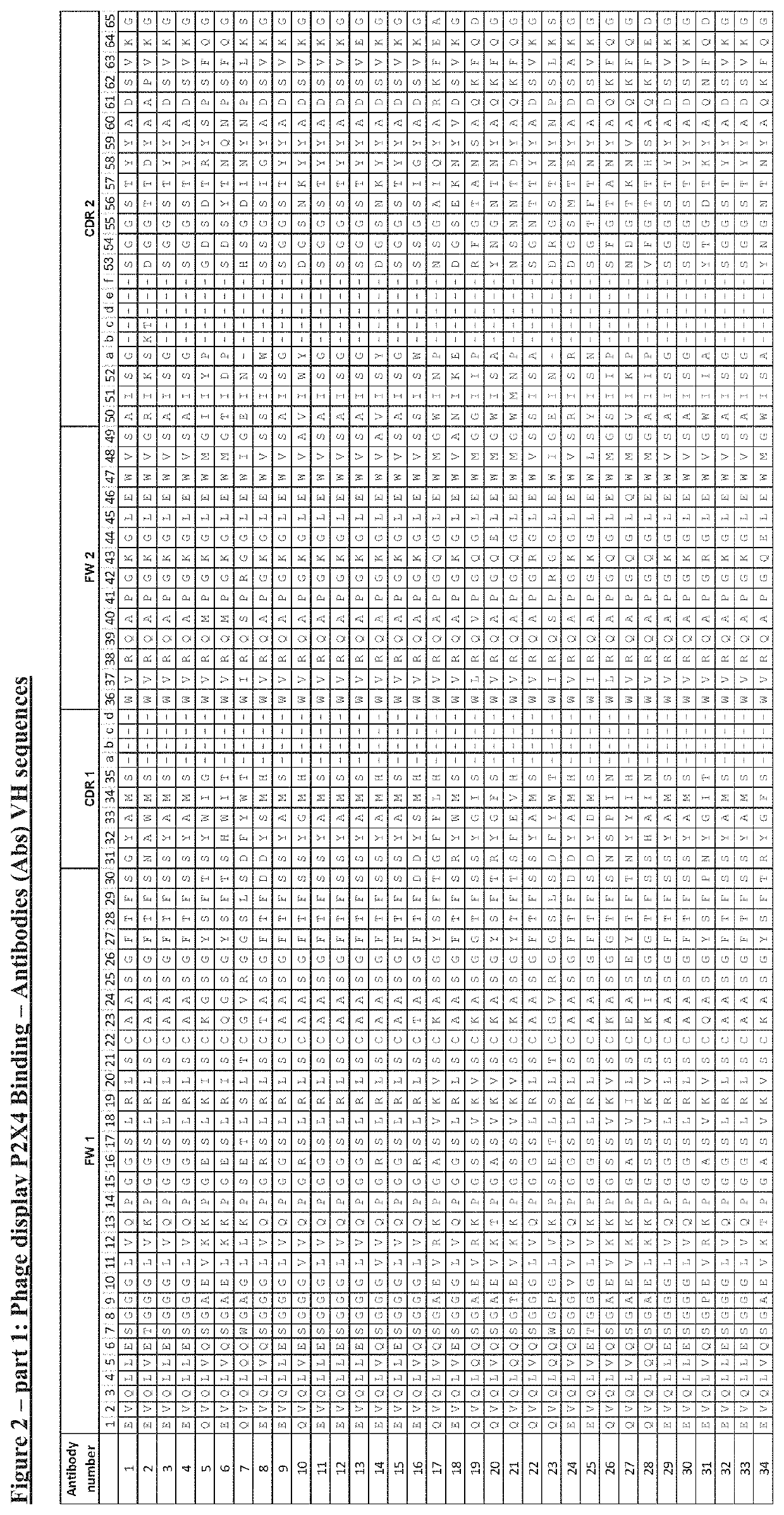 P2x4 antibodies & uses thereof