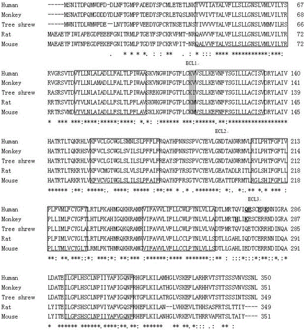 Application of CXCL8-CXCR1 of tree shrew in treatment of rheumatoid arthritis