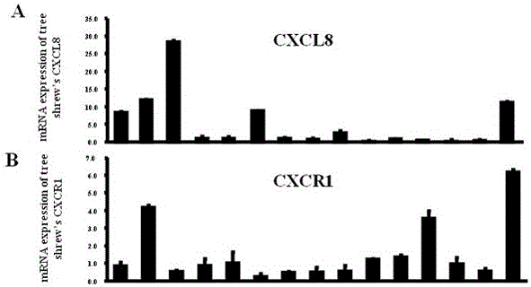 Application of CXCL8-CXCR1 of tree shrew in treatment of rheumatoid arthritis