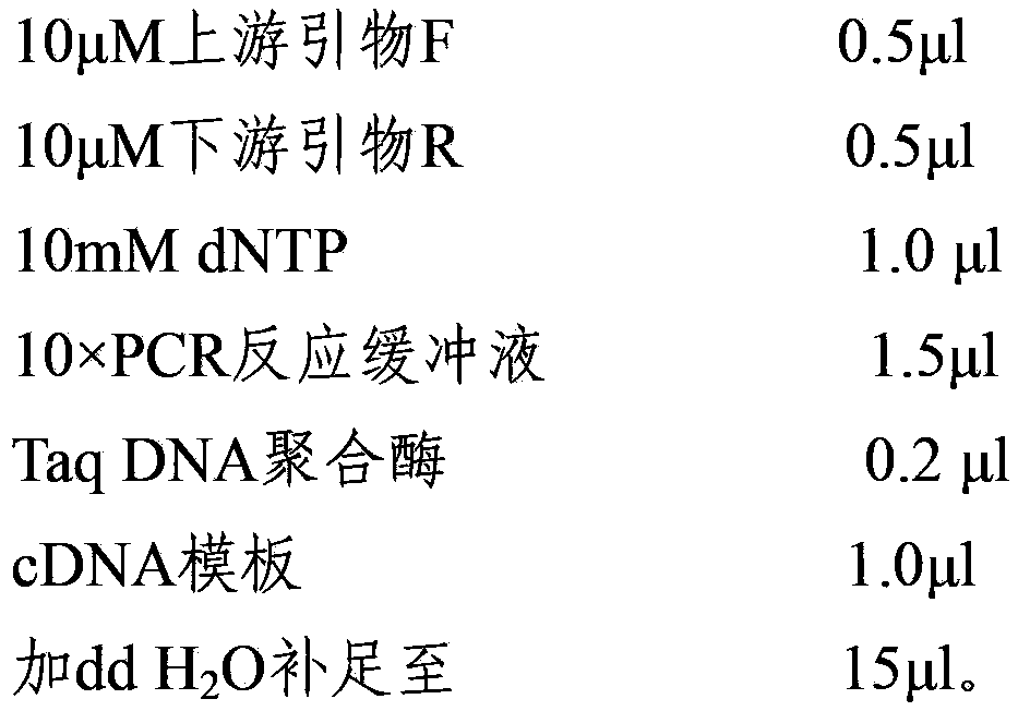 Porcine anti-porcine reproductive and respiratory syndrome related SNP label in leukocyte differentiation antigen CD34 gene and application thereof