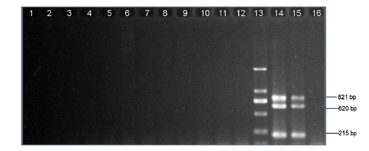 Multiple touchdown PCR (polymerase chain reaction) detection kit of haemophilus influenzae