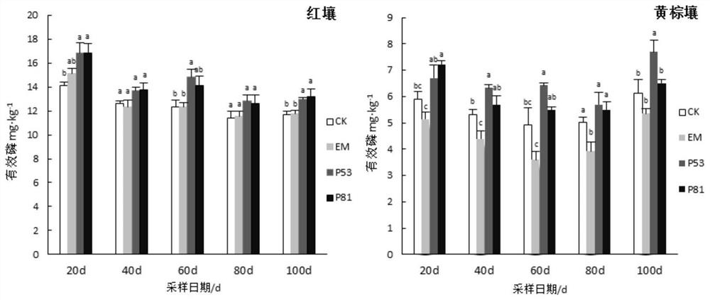 Phosphorus-solubilizing bacterium, phosphorus-solubilizing bacterium agent and biological bacterial fertilizer, and application thereof