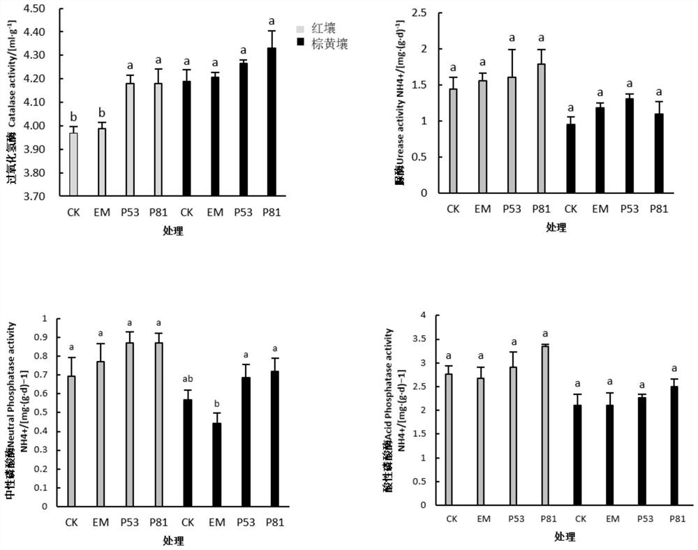 Phosphorus-solubilizing bacterium, phosphorus-solubilizing bacterium agent and biological bacterial fertilizer, and application thereof