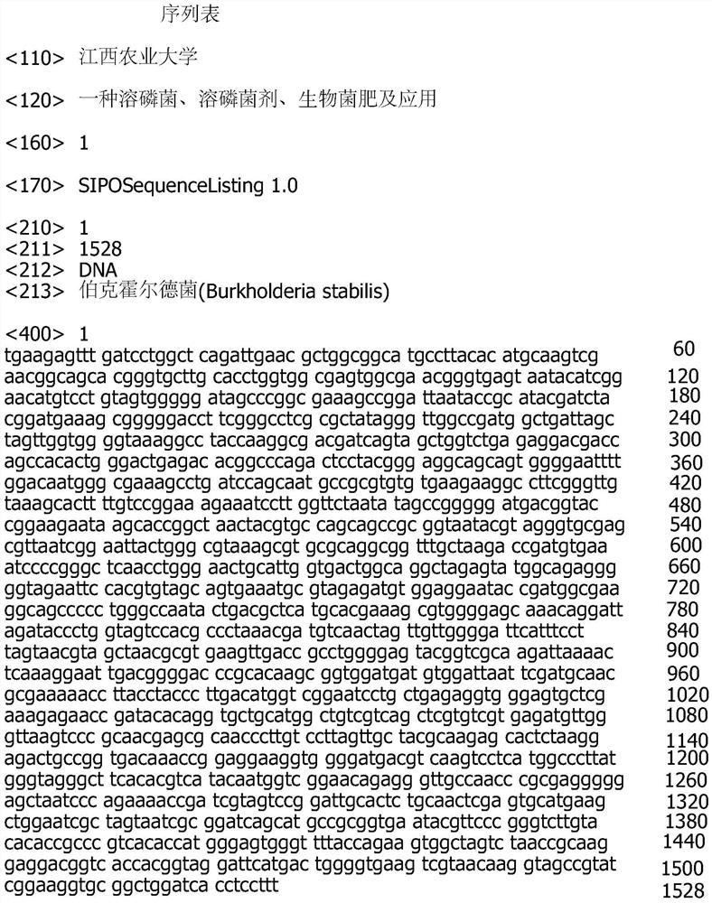 Phosphorus-solubilizing bacterium, phosphorus-solubilizing bacterium agent and biological bacterial fertilizer, and application thereof