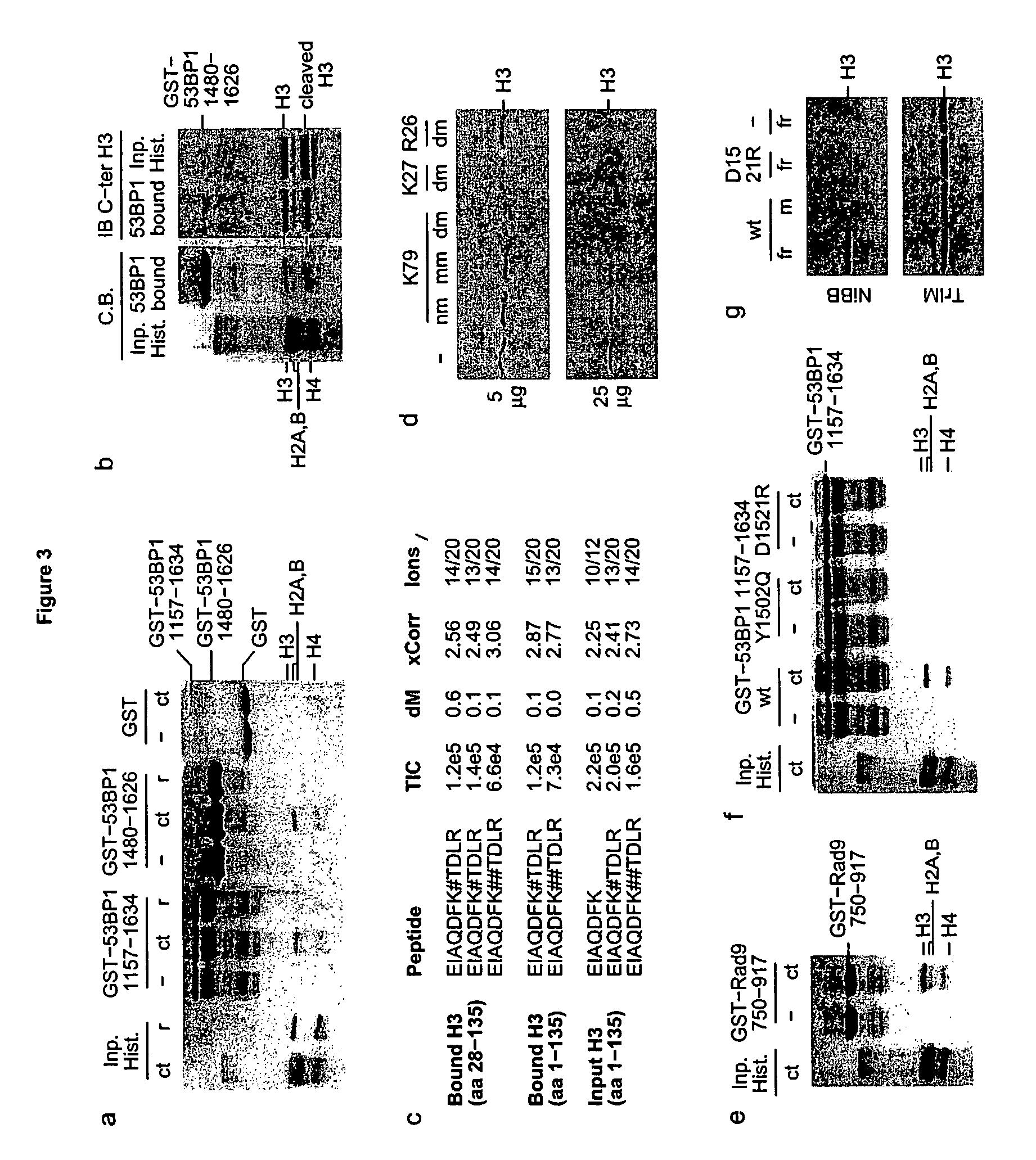 Methods of identifying an agent that modulates an interaction between 53BP1 and histone H3, and uses thereof