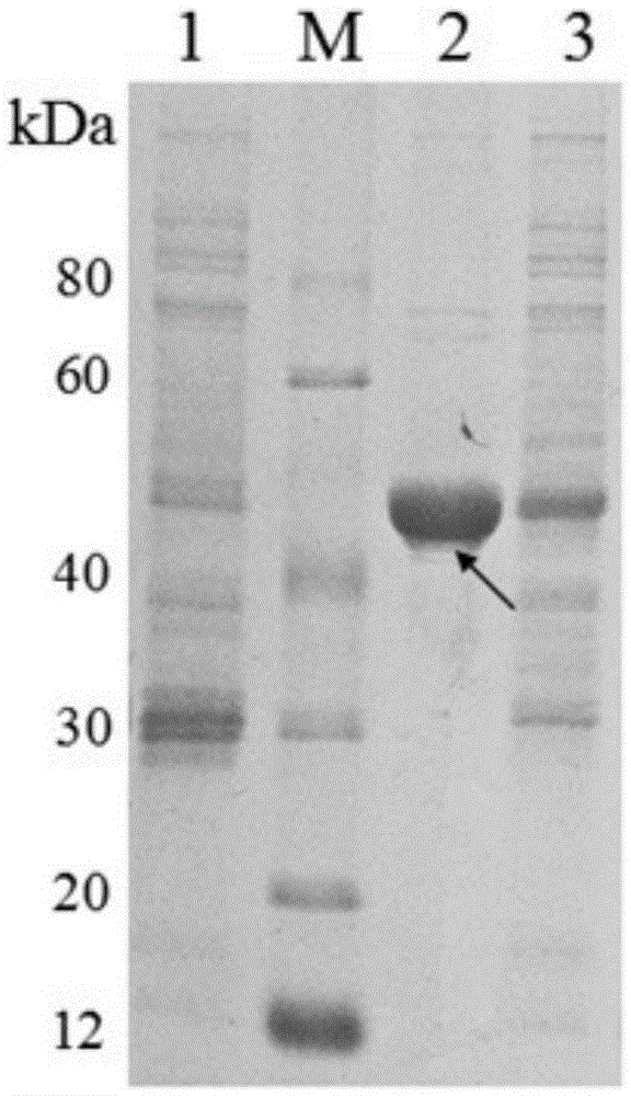 Bifidobacterium longum protein, and preparation method and medical application thereof