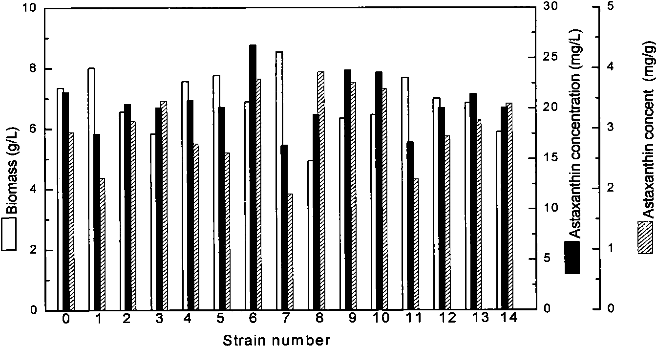 Astaxanthin-producing strain, mutagenesis and screening method and application thereof