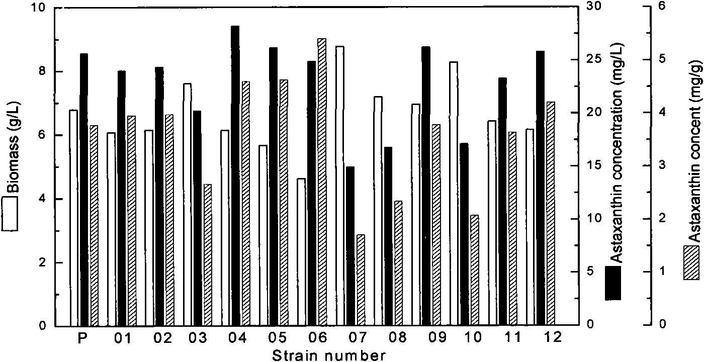 Astaxanthin-producing strain, mutagenesis and screening method and application thereof