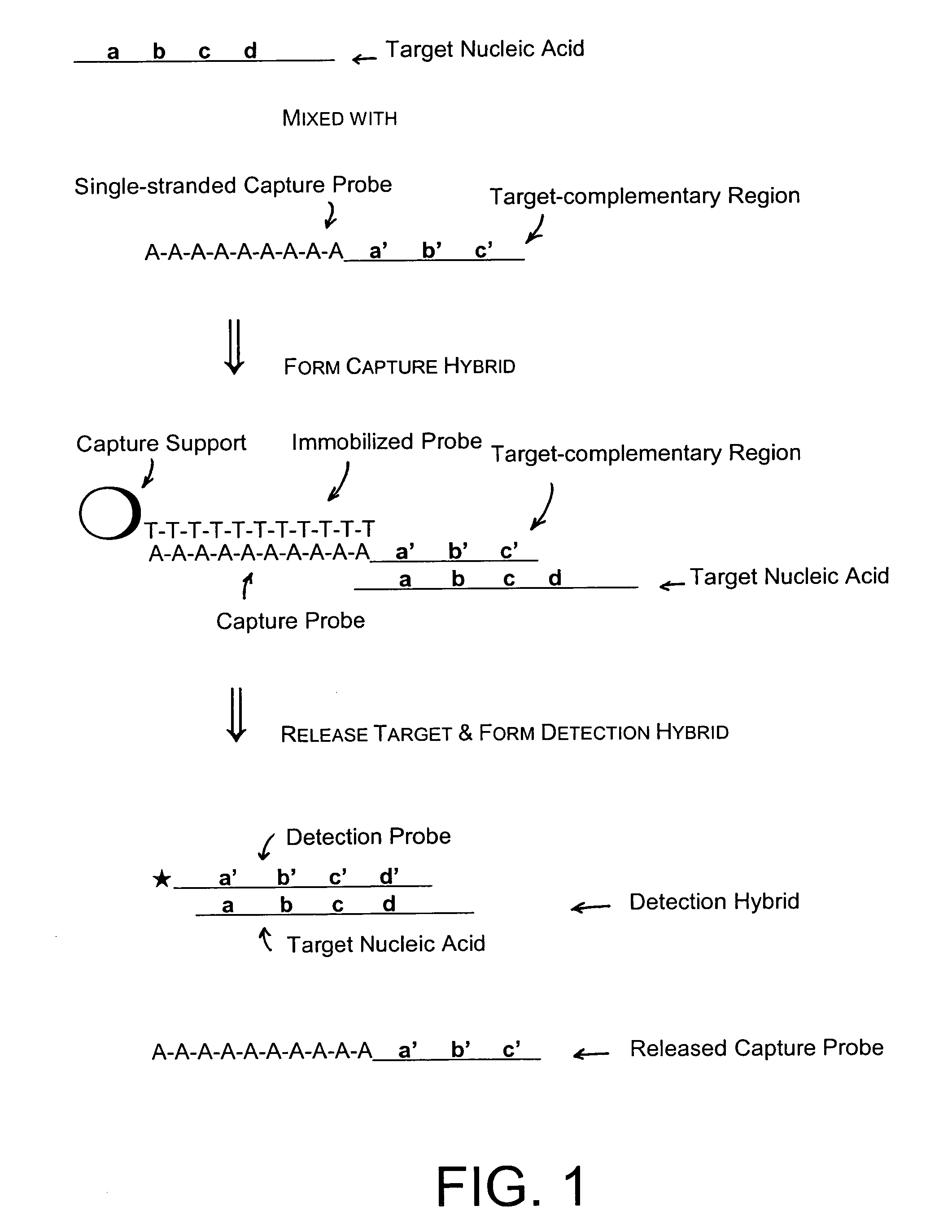 Methods and compositions to detect nucleic acids in a biological sample