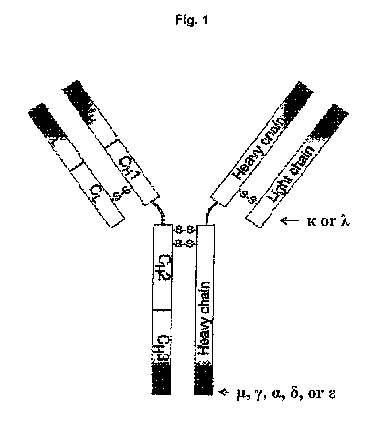 Reagents For The Atherosclerotic Coronary Plaque And Uses Thereof