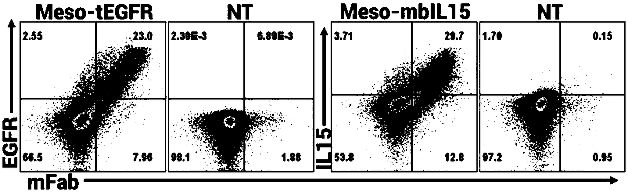Chimeric antigen receptor of targeted mesothelin and method and use for jointly expressing IL-15