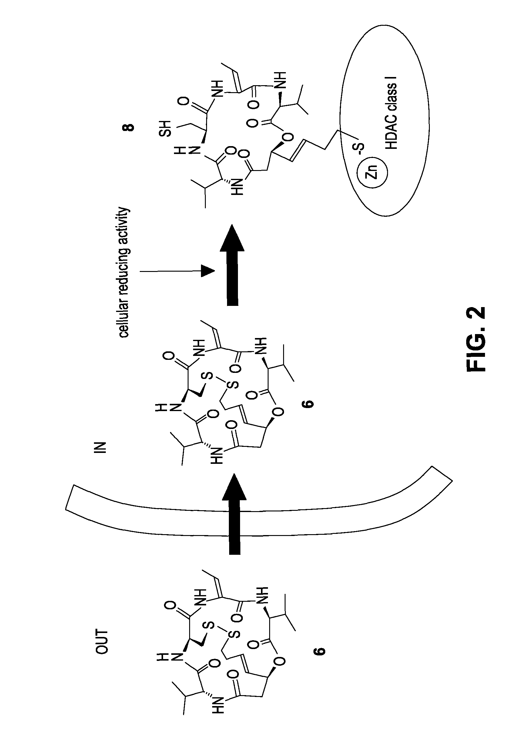 Composition and method for the treatment of diseases affected by histone deacetylase inhibitors