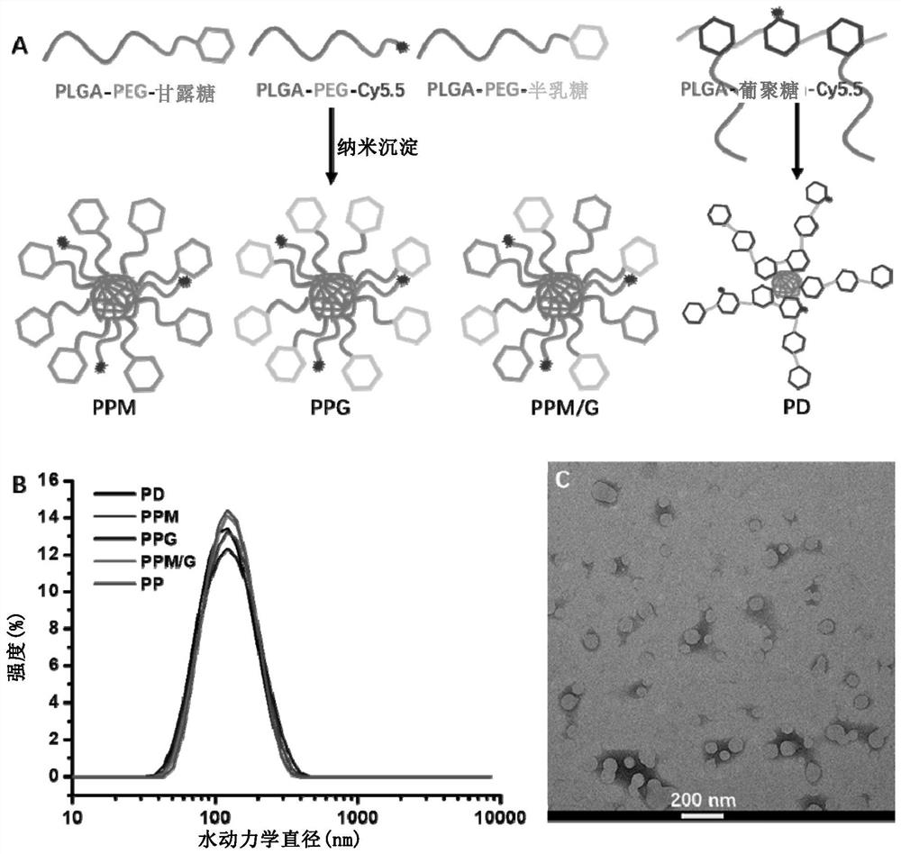 Components of macrophage targeting carrier system, preparation method of macrophage targeting carrier system and application of macrophage targeting carrier system to medicines and nucleic acid delivery