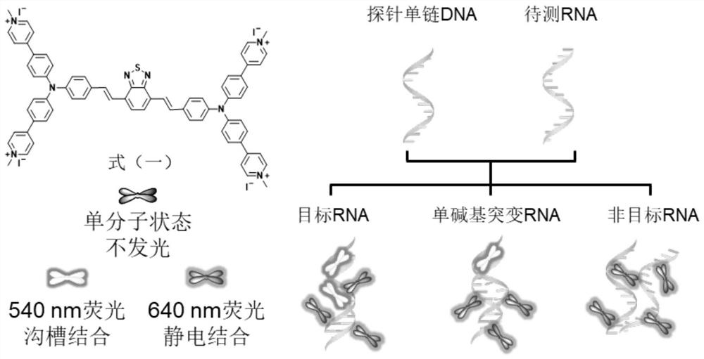 Application of a Fluorescent Probe with Dual Fluorescent Emissions in Detecting RNA