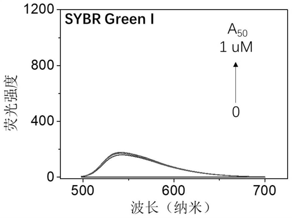 Application of a Fluorescent Probe with Dual Fluorescent Emissions in Detecting RNA