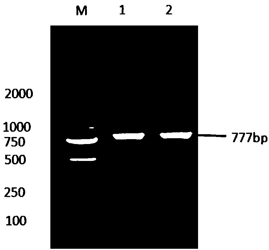 Nimbya alternantherae effector Na2-g9900, and protein and application thereof