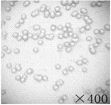 Preparation method of hydrophobic lipophilic high-molecular composite microspheres