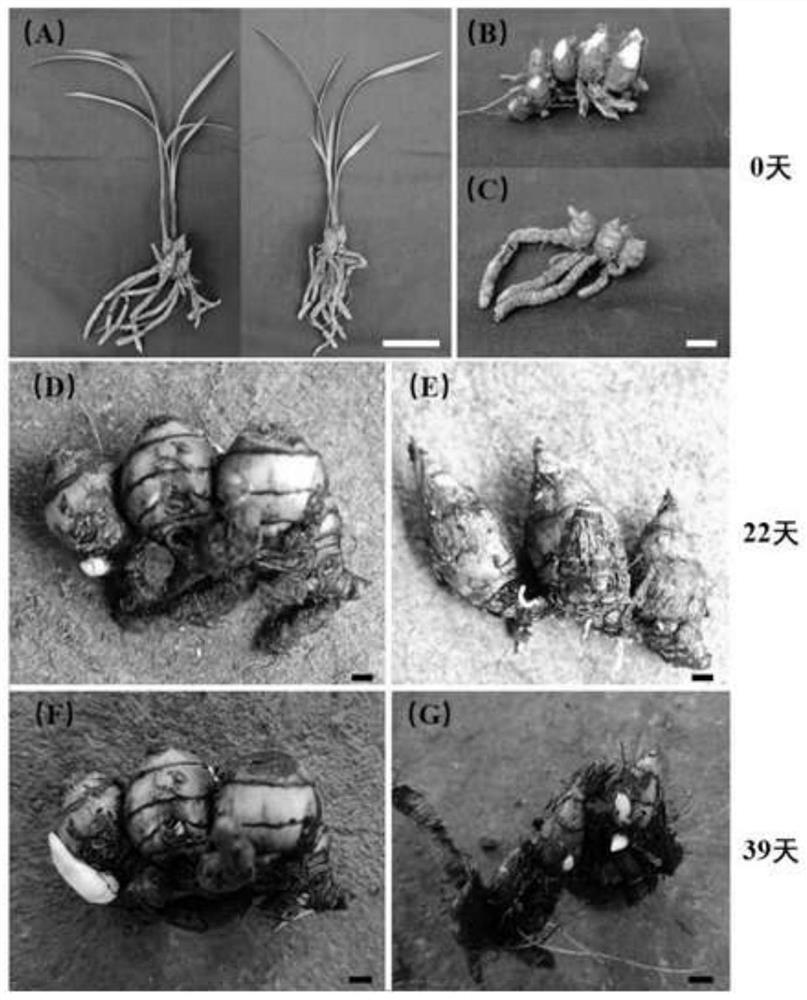 Method for promoting early germination of lateral buds of pseudobulb of orchid