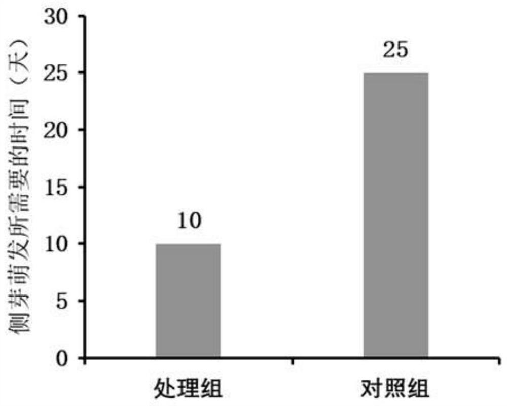 Method for promoting early germination of lateral buds of pseudobulb of orchid