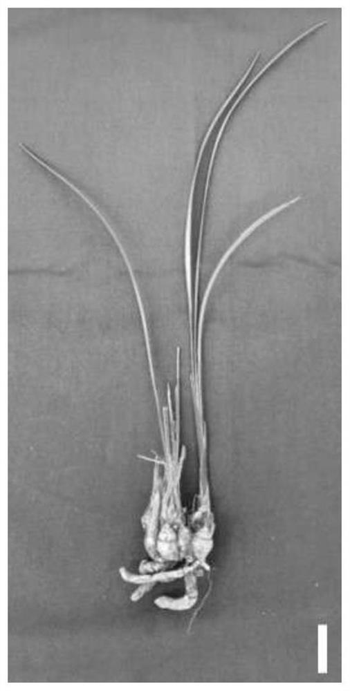 Method for promoting early germination of lateral buds of pseudobulb of orchid