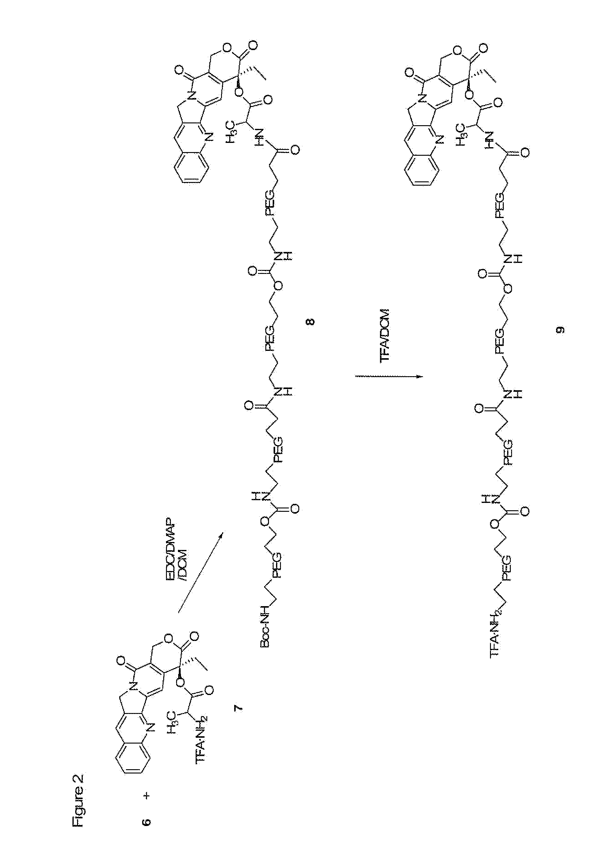Heterobifunctional Polymeric Bioconjugates