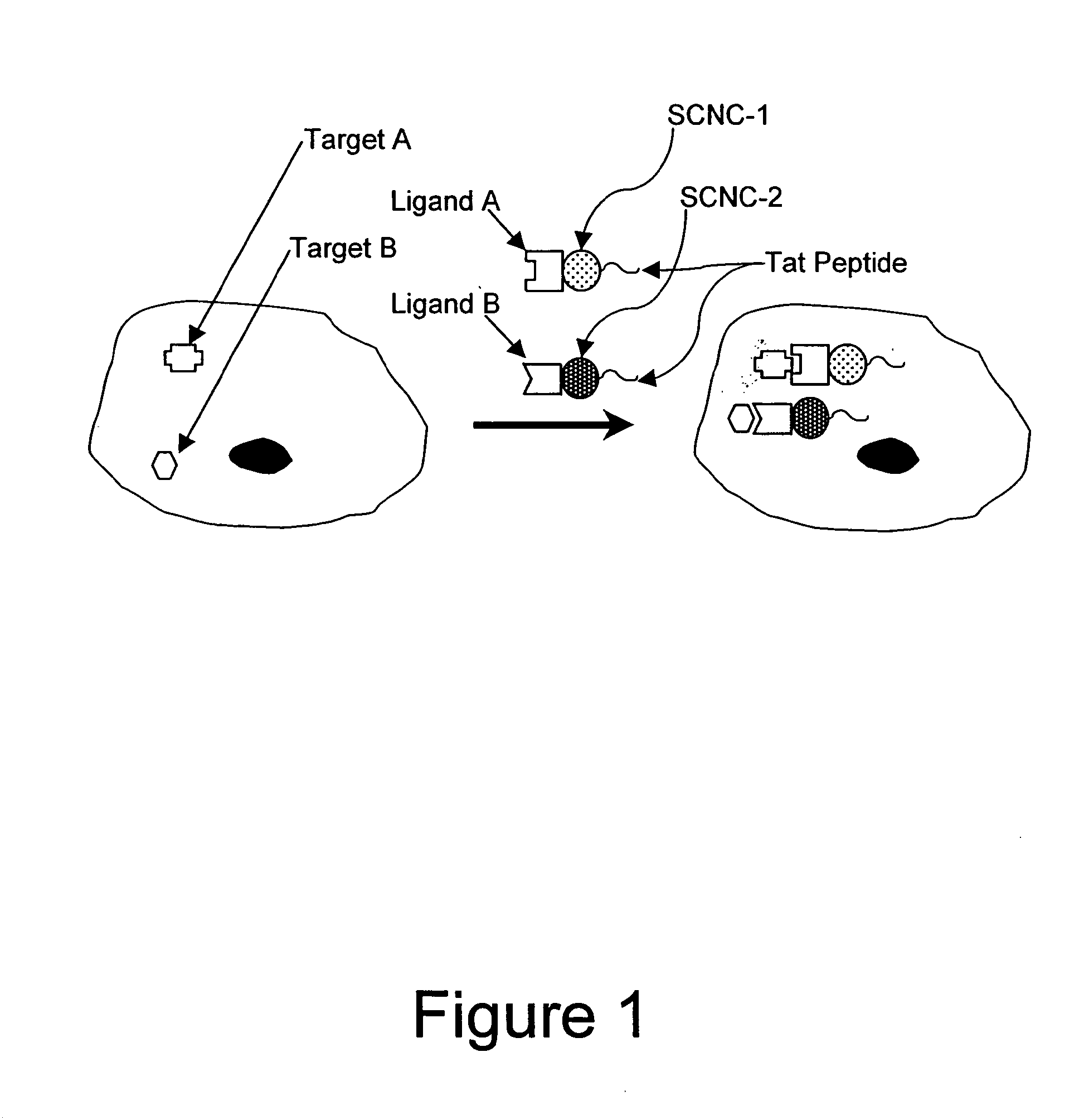 Method for enhancing transport of semiconductor nanocrystals across biological membranes