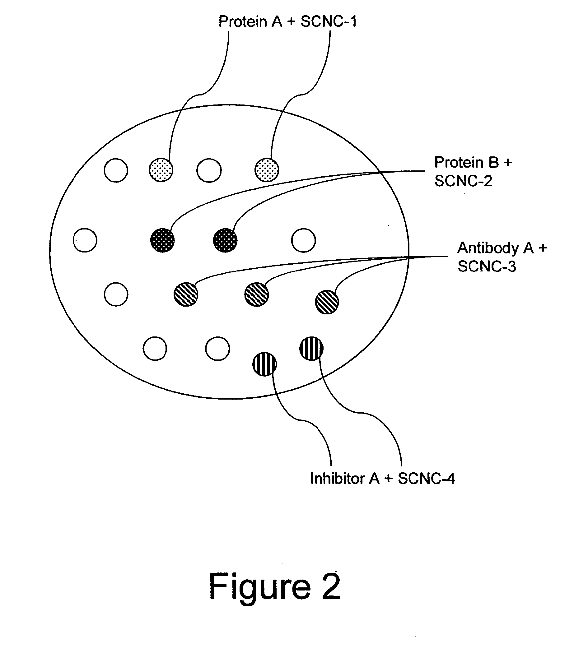 Method for enhancing transport of semiconductor nanocrystals across biological membranes