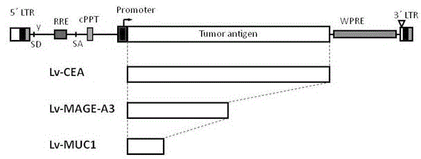 Preparation method of antigen-specific cytotoxicity T lymphocytes