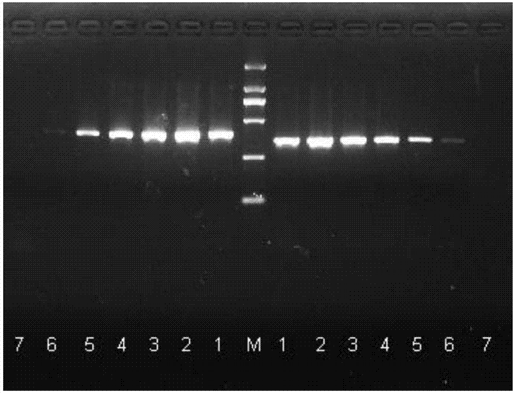 A crucian carp bafinivirus HB93, RT-PCR detection primers and applications of the bafinivirus and the primers
