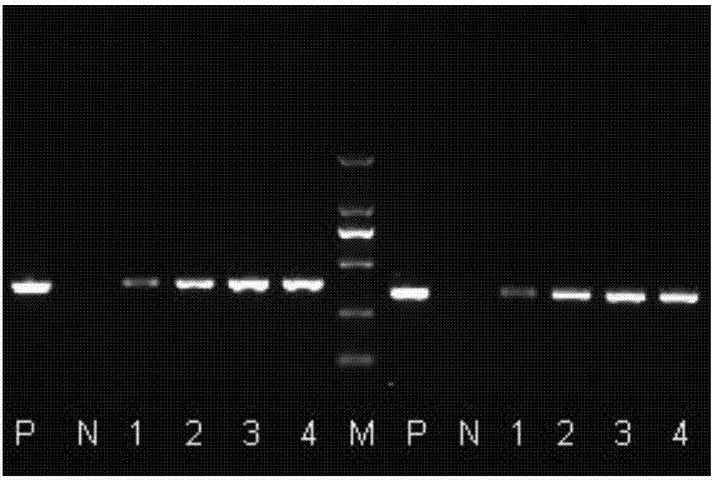 A crucian carp bafinivirus HB93, RT-PCR detection primers and applications of the bafinivirus and the primers