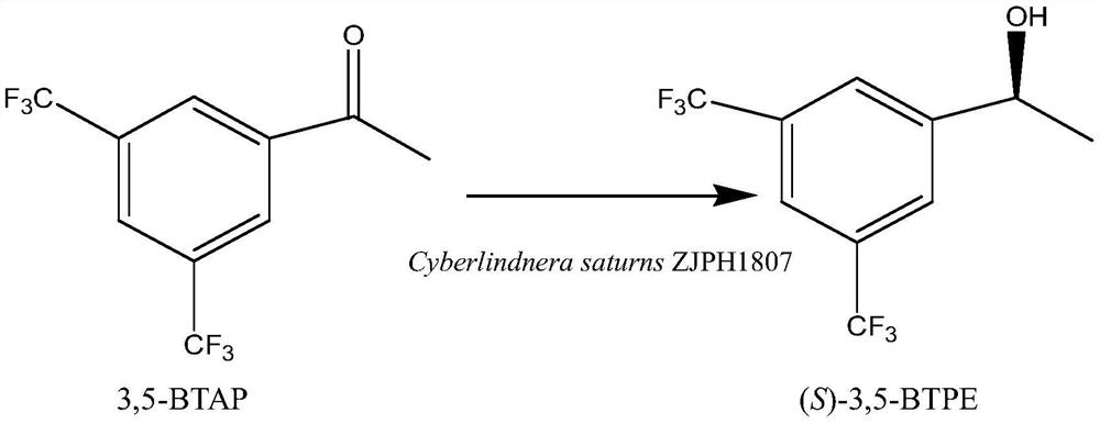 Method for preparing (S)-[3, 5-di (trifluoromethyl) phenyl] ethanol by using Cyberlindnera saturnus