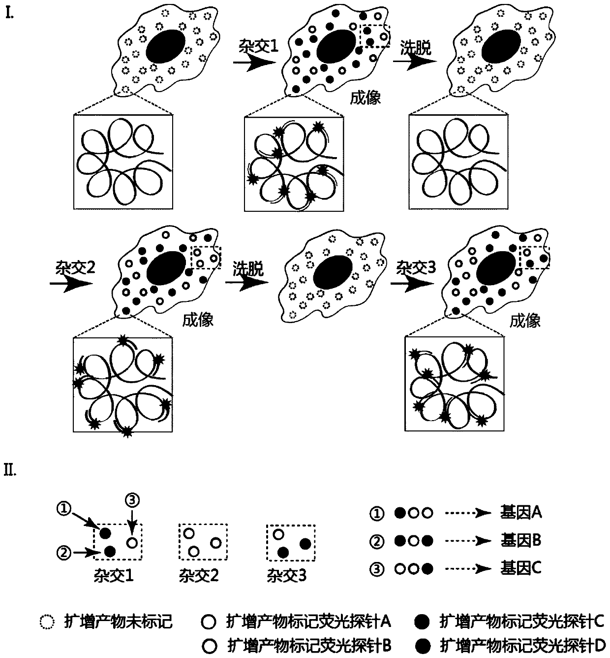 In-situ multiplex nucleic acid detection method