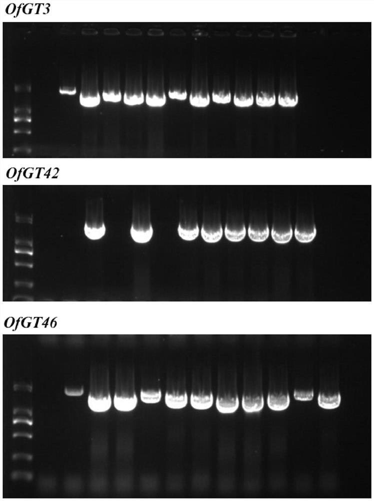 Salt-resistant related gene of osmanthus fragrans and encoding protein and application of salt-resistant related gene