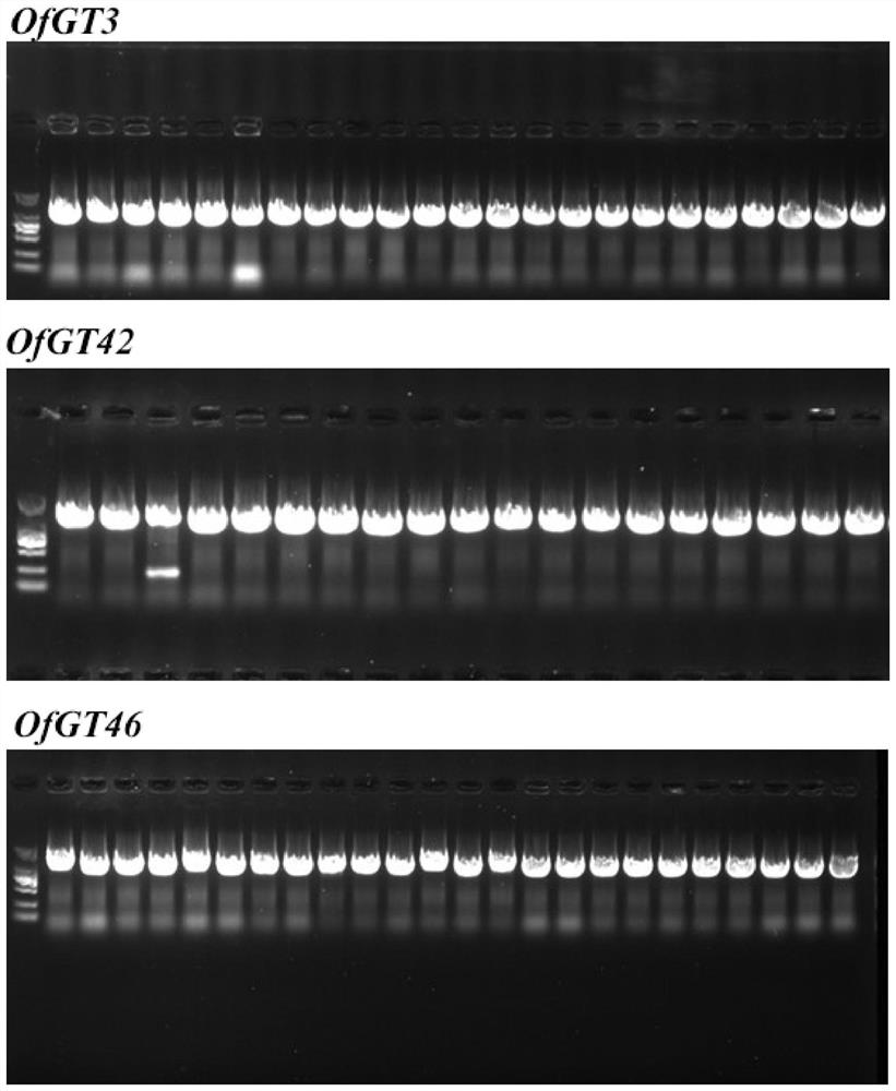 Salt-resistant related gene of osmanthus fragrans and encoding protein and application of salt-resistant related gene