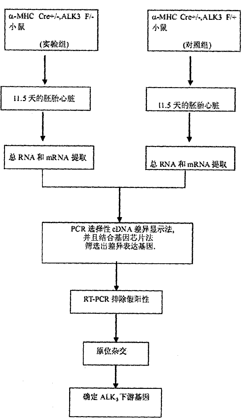 Method for searching ALK3 downstream gene related to congenital heart disease-ventricular septal defect