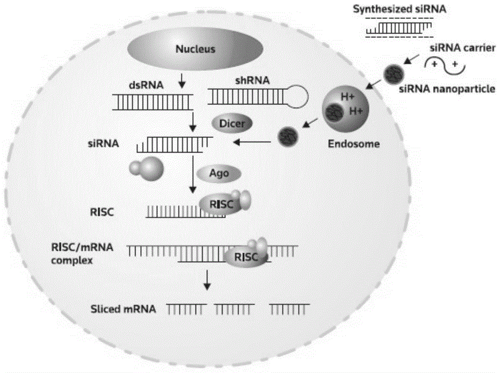 Lipid-modified spermine derivative and liposome prepared by using the derivative