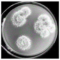 Aspergillus parasiticus and its application in the preparation of nitrite reductase, nitrite reductase gene and genetic engineering bacteria