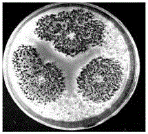 Aspergillus parasiticus and its application in the preparation of nitrite reductase, nitrite reductase gene and genetic engineering bacteria