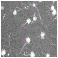 Aspergillus parasiticus and its application in the preparation of nitrite reductase, nitrite reductase gene and genetic engineering bacteria