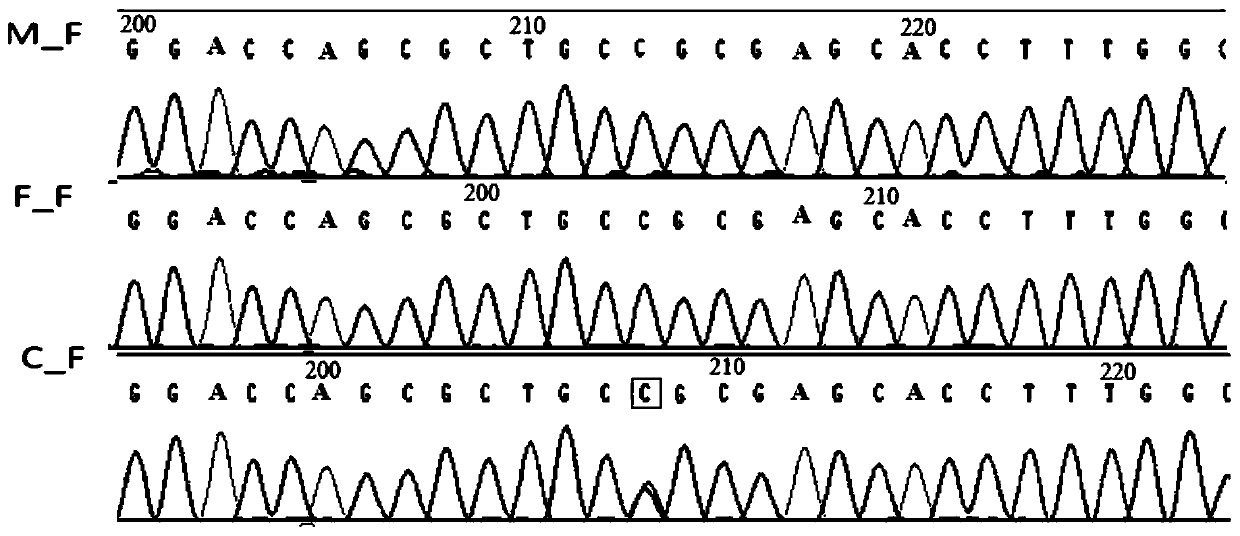 Device for detecting gene mutation and kit for genotyping pregnant women and fetuses