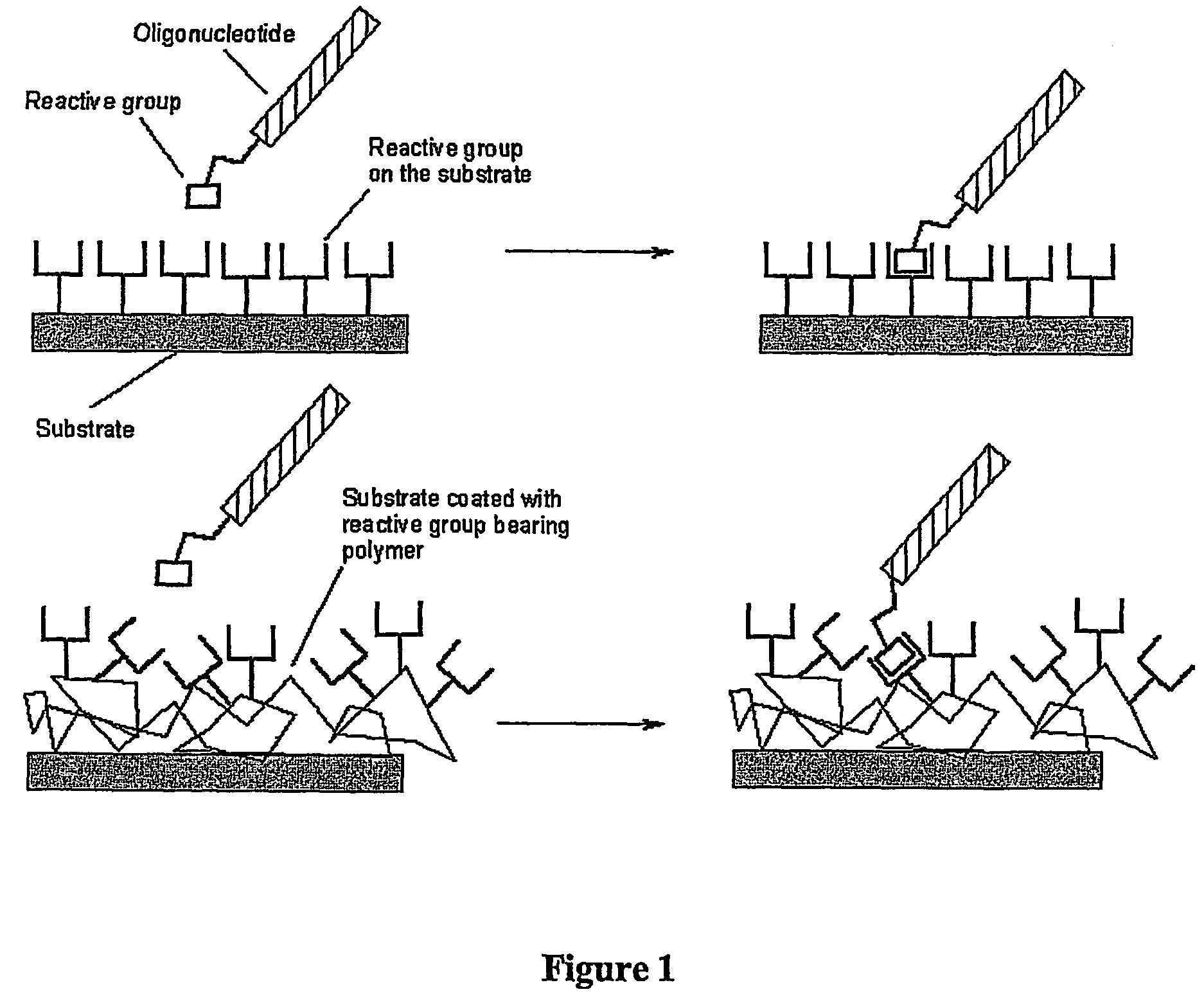Biomolecules having multiple attachment moieties for binding to a substrate surface