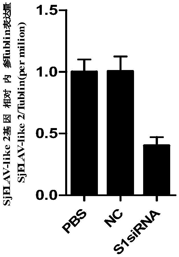 siRNA of schistosoma japonicum SjELAV-like 2 genes and application thereof
